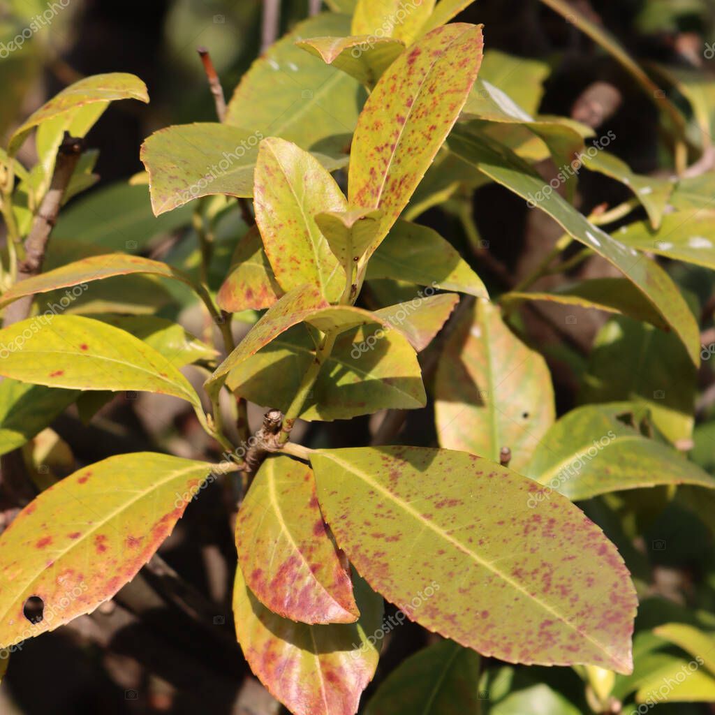 Closeup od damaged green leaves of Cherry laurel tree. Prunus