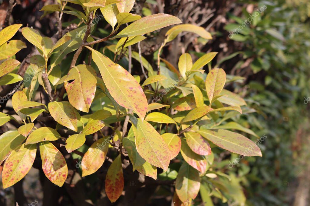 Damaged green leaves of Cherry laurel hedge. Prunus laurocerasus hedge