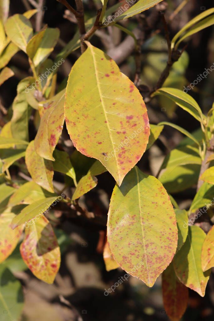 Closeup od damaged green leaves of Cherry laurel tree. Prunus