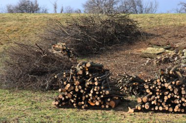 Wooden logs in the italian countryside. Chopped tree trunks cut and stacked on winter season