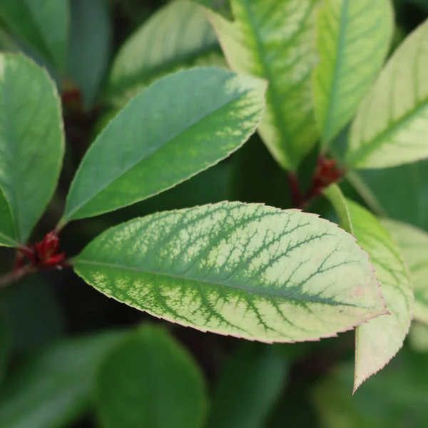 Close-up of iron chlorosis disease on Photinia hedge in the garden. Photinia x fraseri 