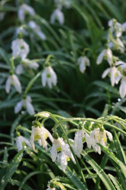 Common snowdrop flowers covered by raindrops on early springtime. Galanthus nivalis after rain