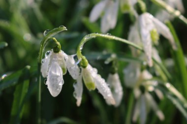 Common snowdrop flowers covered by raindrops on early springtime. Galanthus nivalis after rain clipart