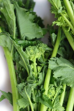 Fresh green turnip plants. Italian cime di rapa with green leaves and blossoms on white background. Brassica rapa var. cymosa 