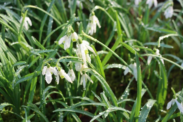 Common snowdrop flowers covered by raindrops on early springtime. Galanthus nivalis after rain