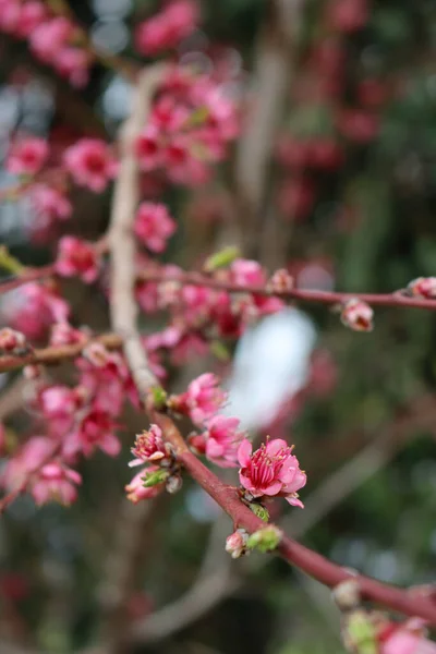 Dark pink Peach flowers and blossoms on branches. Prunus persica on springtime