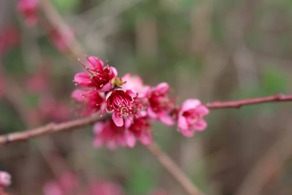 Dark pink Peach flowers and blossoms on branches. Prunus persica on springtime
