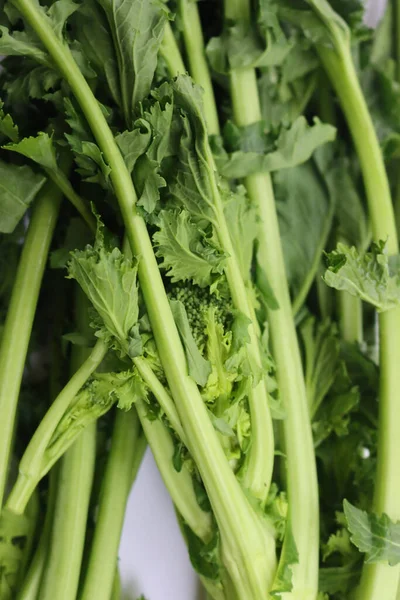 Fresh green turnip plants. Italian cime di rapa with green leaves and blossoms on white background. Brassica rapa var. cymosa