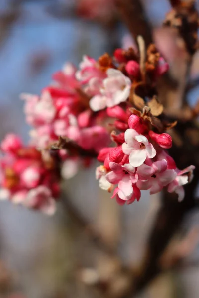 Close-up of Dawn viburnum with pink flowers and blossoms. V. Bodnantense on sprintime against blue sky