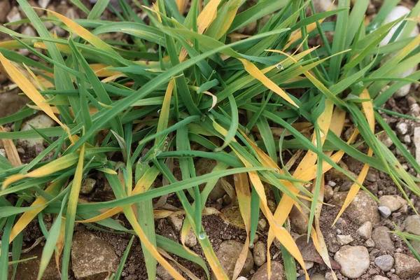 Close Wheat Plants Growing Field Yellow Leaves Damaged Drought Springtime — Stock Photo, Image