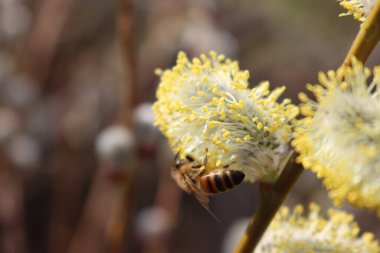 Keçi söğüdü çiçekleri üzerinde bal arısına yakın çekim. Salix caprea ağacında çiçek açan Apis mellifera