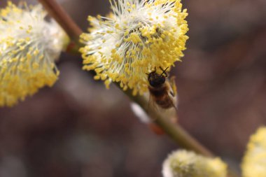 Keçi söğüdü çiçekleri üzerinde bal arısına yakın çekim. Salix caprea ağacında çiçek açan Apis mellifera