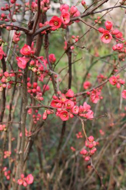 Pembe çiçekli Cydonia ya da Chaenomeles japonica çalısı. Japon ayva çiçeği