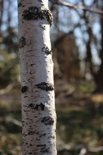 Bahçedeki Beyaz Huş Ağacının Yakın Çekimi Güneşli Bir Günde Betula — Stok fotoğraf