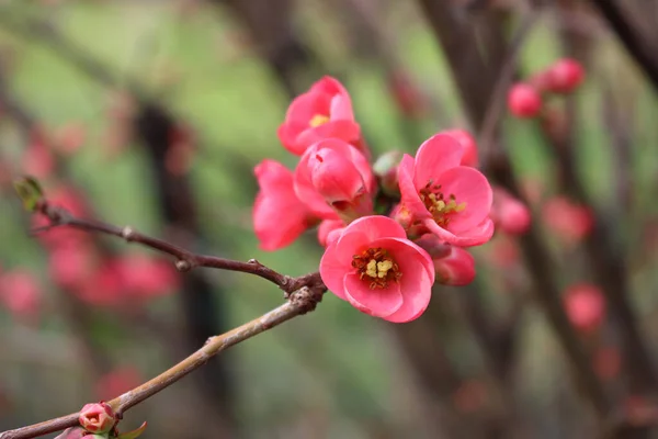 Detalhe Cydonia Chaenomeles Japonica Arbusto Withl Flores Rosa Marmelo Japonês — Fotografia de Stock