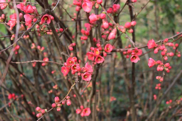 CydoniaまたはChaenomeles Japonicaブッシュはピンク色の花を咲かせます 開花中の日本の王子様 — ストック写真