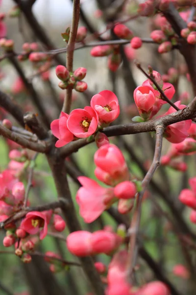 Cydonia Lub Chaenomeles Japonica Krzak Różowymi Kwiatami Japońska Pigwa Rozkwicie — Zdjęcie stockowe