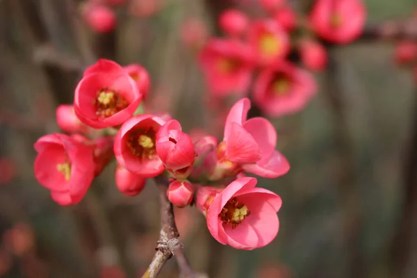 シドニアまたはシドニアの詳細ピンク色の花を咲かせます 開花中の日本の王子様 — ストック写真