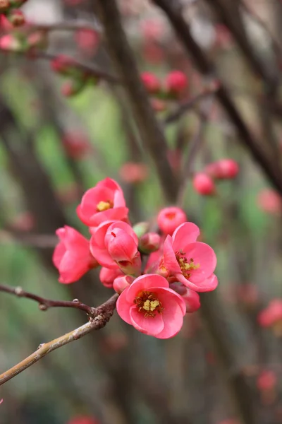Szczegóły Cydonia Lub Chaenomeles Japonica Krzak Różowymi Kwiatami Japońska Pigwa — Zdjęcie stockowe
