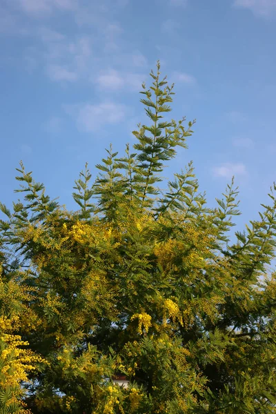Krásný Keř Mimosy Žlutými Květy Mimosa Kvete Proti Modré Obloze — Stock fotografie