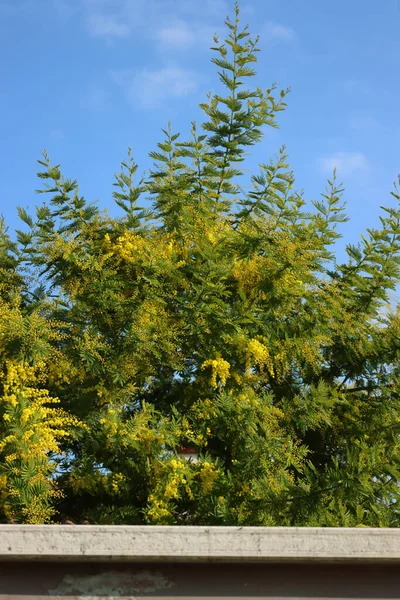Mimosa Struik Met Gele Bloemen Bij Een Tuinmuur Mimosa Bloei — Stockfoto
