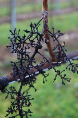 Glera adı verilen kuru üzümlerin yakın çekimlerinde İtalyan üzüm bağlarında yağmur damlaları ile Prosecco yapılırdı.