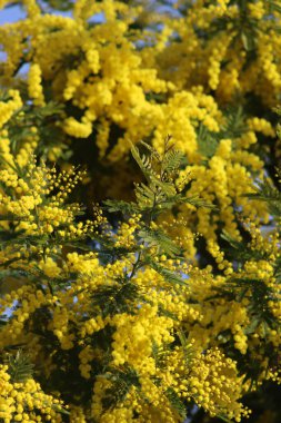 Sarı çiçekli Mimosa çalılığına yakın çekim. Mimosa çiçek açtı. 8 Mart Kadınlar Günü 'nün sembolü. Acacia dealbata 