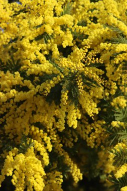 Sarı çiçekli Mimosa çalılığına yakın çekim. Mimosa çiçek açtı. 8 Mart Kadınlar Günü 'nün sembolü. Acacia dealbata 