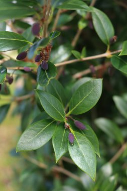 Bahçedeki dalların üzerinde mor böğürtlenler olan Osmanthus çalılarının yakın çekimi. Osmanthus güzel kokulu