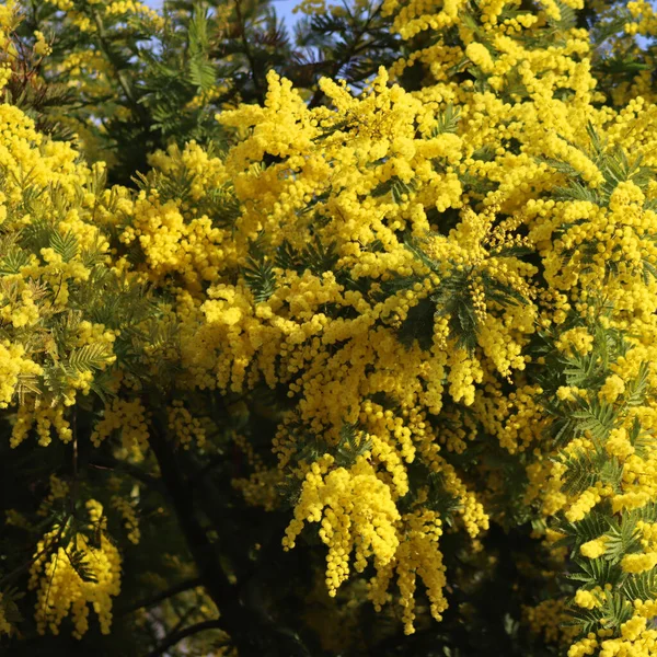 Közelkép Mimosa Bokorról Sárga Virágokkal Mimóza Virágzik Március Nők Napja — Stock Fotó