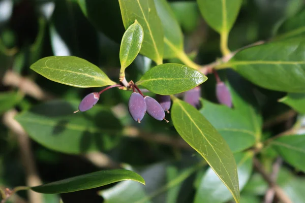 庭の枝に紫色の果実を持つオスマントスブッシュのクローズアップ オスマントスの香り — ストック写真