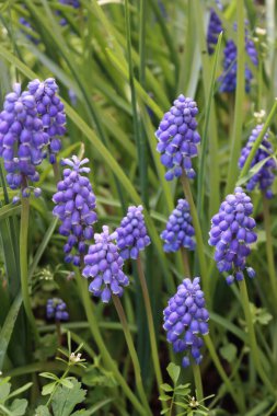 Çayırdaki mavi Muscari çiçekleri. Muscari Ermeniacum, güneşli bir günde üzüm sümbülleri olarak da bilinir.