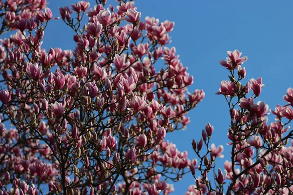 stock image Many Pink Magnolia flowers on tree against blue sky. Magnolia soulangeana in bloom on springtime