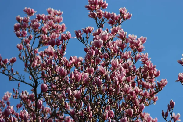 Many Pink Magnolia flowers on tree against blue sky. Magnolia soulangeana in bloom on springtime