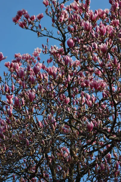 Many Pink Magnolia flowers on tree against blue sky. Magnolia soulangeana in bloom on springtime