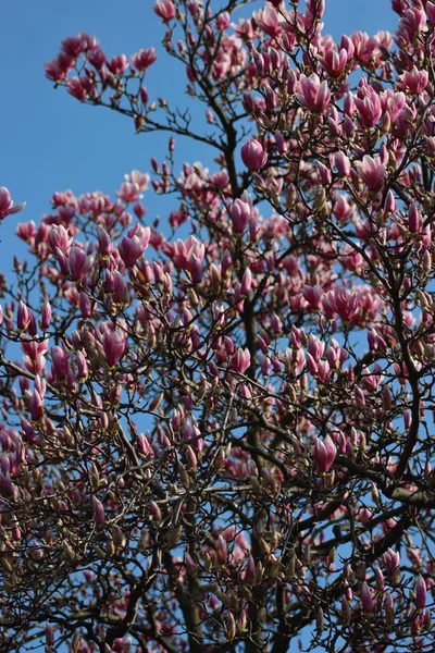 stock image Many Pink Magnolia flowers on tree against blue sky. Magnolia soulangeana in bloom on springtime