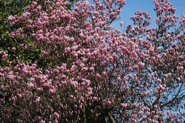 Many Pink Magnolia flowers on tree. Magnolia soulangeana in bloom on springtime