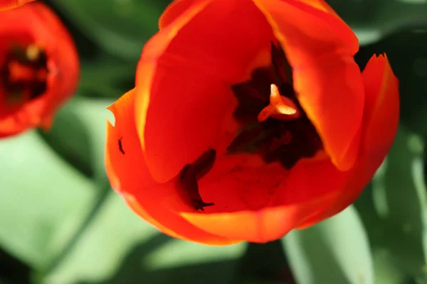 Gros Plan Petit Escargot Intérieur Une Fleur Tulipe Rouge Dans — Photo
