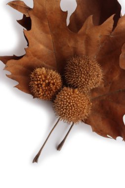  Uçak ya da Sycamore yaprakları ve kuru tohumlar beyaz arka planda izole edilmiş. Platanus oksidentalis. 