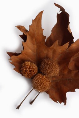  Uçak ya da Sycamore yaprakları ve kuru tohumlar beyaz arka planda izole edilmiş. Platanus oksidentalis. 