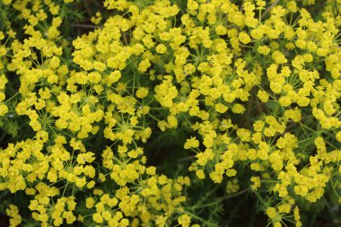 Birçok selvi çiçeği çayıra serper. İtalya kırsalında Euphorbia siparissias bitkisi çiçek açtı