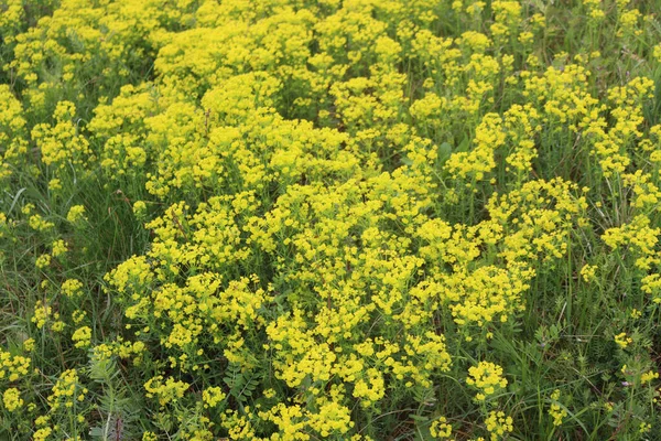 Muchos Cipreses Lanzan Flores Amarillas Prado Euphorbia Cyparissias Planta Flor — Foto de Stock