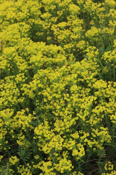 Sok Ciprusi Spurge Sárga Virágok Réten Euphorbia Cyparissias Növény Virágzik — Stock Fotó