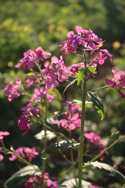 菊花的粉红色花朵在花园里盛开 在阳光明媚的日子里也被称为银元 美元植物 月球花或诚实 — 图库照片