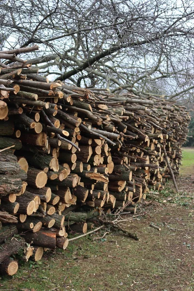 冬の庭のスタック内の多くのカット木の幹 木材採取 — ストック写真