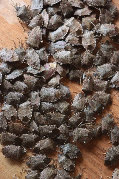 Kahverengi Marmorated Shield Böcek Grubu Tahta Bir Tahtanın Üzerinde Halyomorpha Telifsiz Stok Imajlar