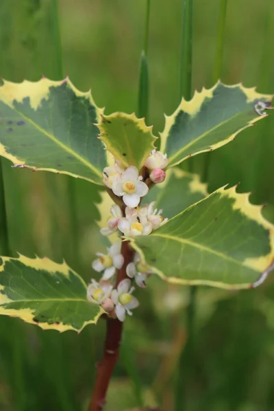 Zbliżenie Ilex Aquifolium Kwiatami Selektywnym Ostrości Krzew Świętojański Zielonymi Żółtymi — Zdjęcie stockowe