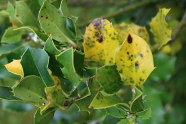  İlkbaharda hastalıklı Ilex Cornuta çalısı. Beyaz çiçekler ve hasarlı sarı benekli yapraklarla çiçeklenmiş Holly ağacı