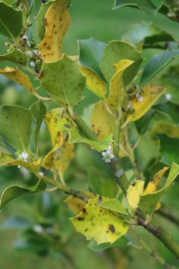  İlkbaharda hastalıklı Ilex Cornuta çalısı. Beyaz çiçekler ve hasarlı sarı benekli yapraklarla çiçeklenmiş Holly ağacı