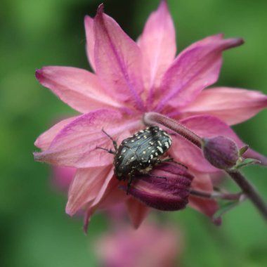 Oxythyrea funesta böceğinin pembe bir Aquilegia bayağılık çiçeğindeki yakın çekimi. Pembe Columbine 'da siyah-beyaz Chafer böceği